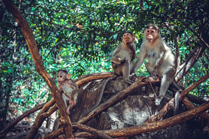 Monkeys featuring monkeys, familu, and nature