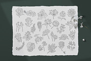 Floral Illustration Set, a Decorative Illustration by iStar Design (Thumbnail 7 of 13)