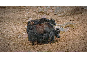 A calm scene with yaks resting in, an Animal Photo by Our Amazing World
