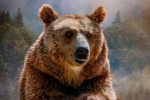 Brown Bear in Misty Forest with Warm, an Animal Photo by Perpis