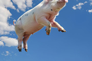 116 Flying animals, an Animal Photo by Handmadefont (Thumbnail 97 of 119)
