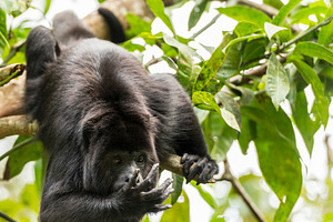 Black Howler Monkey Swinging From Trees, an Animal Photo by THP Creative