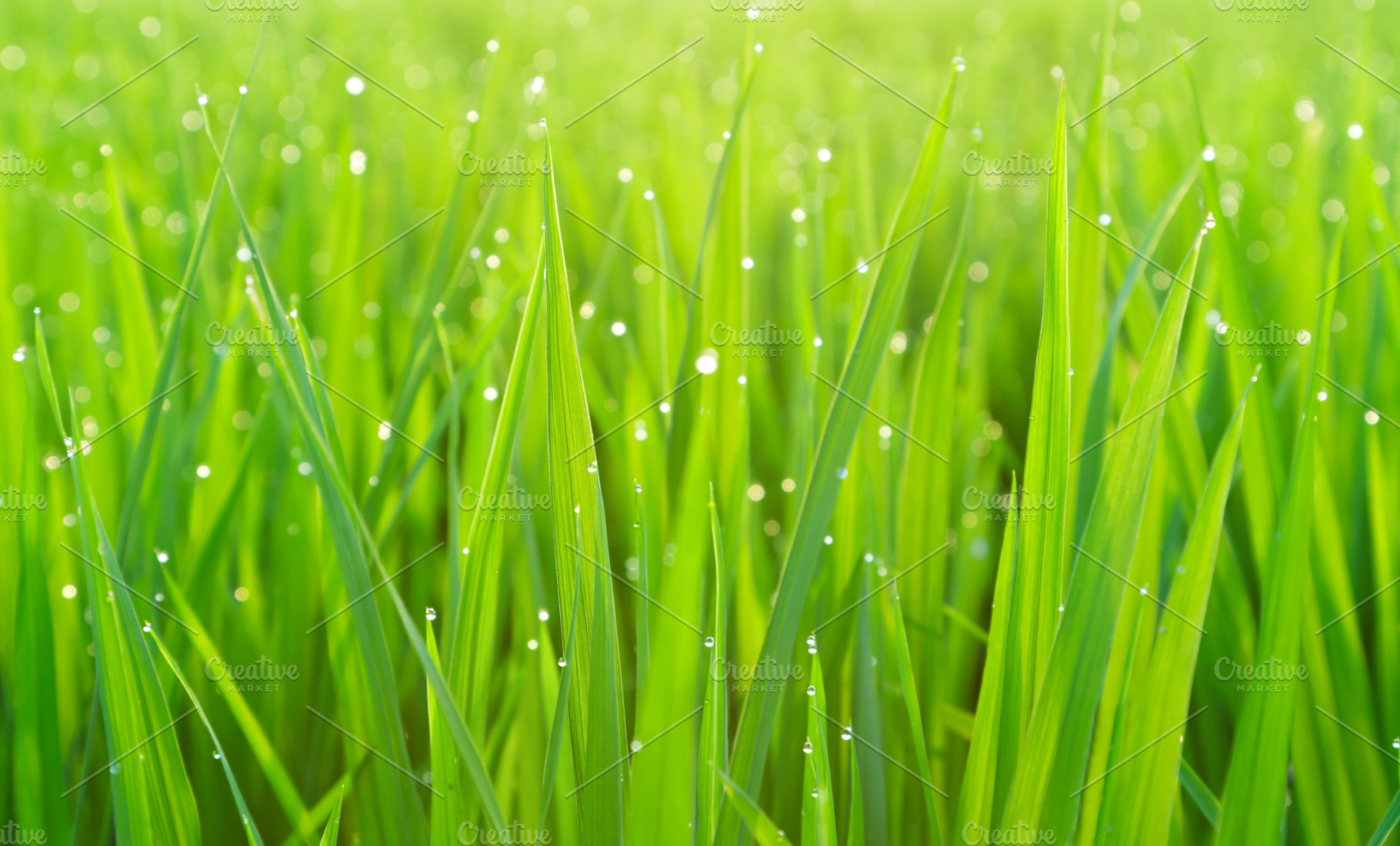 Green grass with dew, a Photo by saiko3p