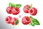 Summer Raspberries. Watercolor set, a Food Illustration by Daria Ustiugova (Thumbnail 5 of 26)