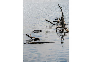 Eurasian coot standing on submerged, an Animal Photo by Backyard Stock