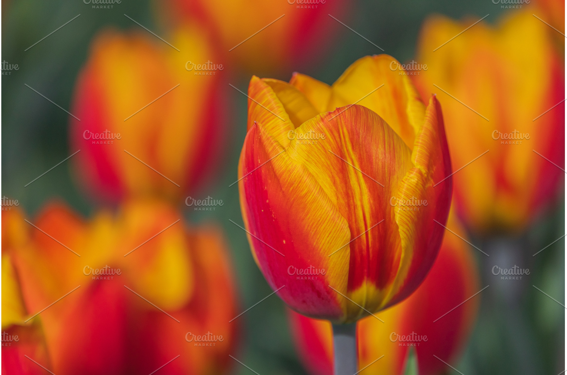 Bicolored red and yellow tulips in, a Nature Photo by Lukas Jonaitis SHOP