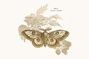 Gold Vintage Moths Illustration Pack