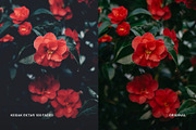 Kodak Ektar 100 Faded, a Preset Add-On by colorituals (Thumbnail 6 of 8)