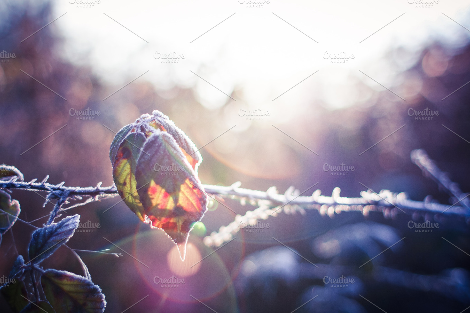 Frozen Land Leaf Containing Nature Winter And Dew