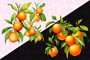 Oranges Watercolor Clipart, a Food Illustration by LekoArt (Thumbnail 5 of 10)