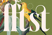 Qastife Elegant Display Serif, a Serif Font by timelesstype.co (Thumbnail 11 of 20)