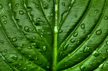Fern On Stone Stock Photo Containing Nature And Background preview 5