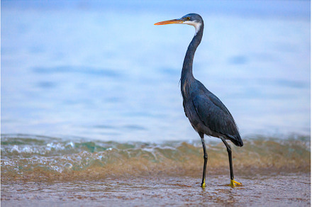 Black-headed heron wading through, an Animal Photo by serkum