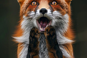 236 surprised animals, an Animal Photo by Handmadefont (Thumbnail 61 of 241)