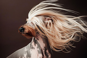 Dogs with long hair. 111 images, an Animal Photo by Handmadefont (Thumbnail 7 of 15)