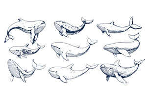 Sketch friendly whales. Isolated, an Animal Illustration by Valerie Bodnar