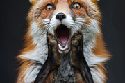 236 surprised animals, an Animal Photo by Handmadefont (Thumbnail 58 of 241)