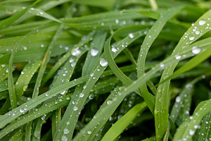 Fresh dew glistens on vibrant blades of grass, a Nature Photo by OSORIOartist