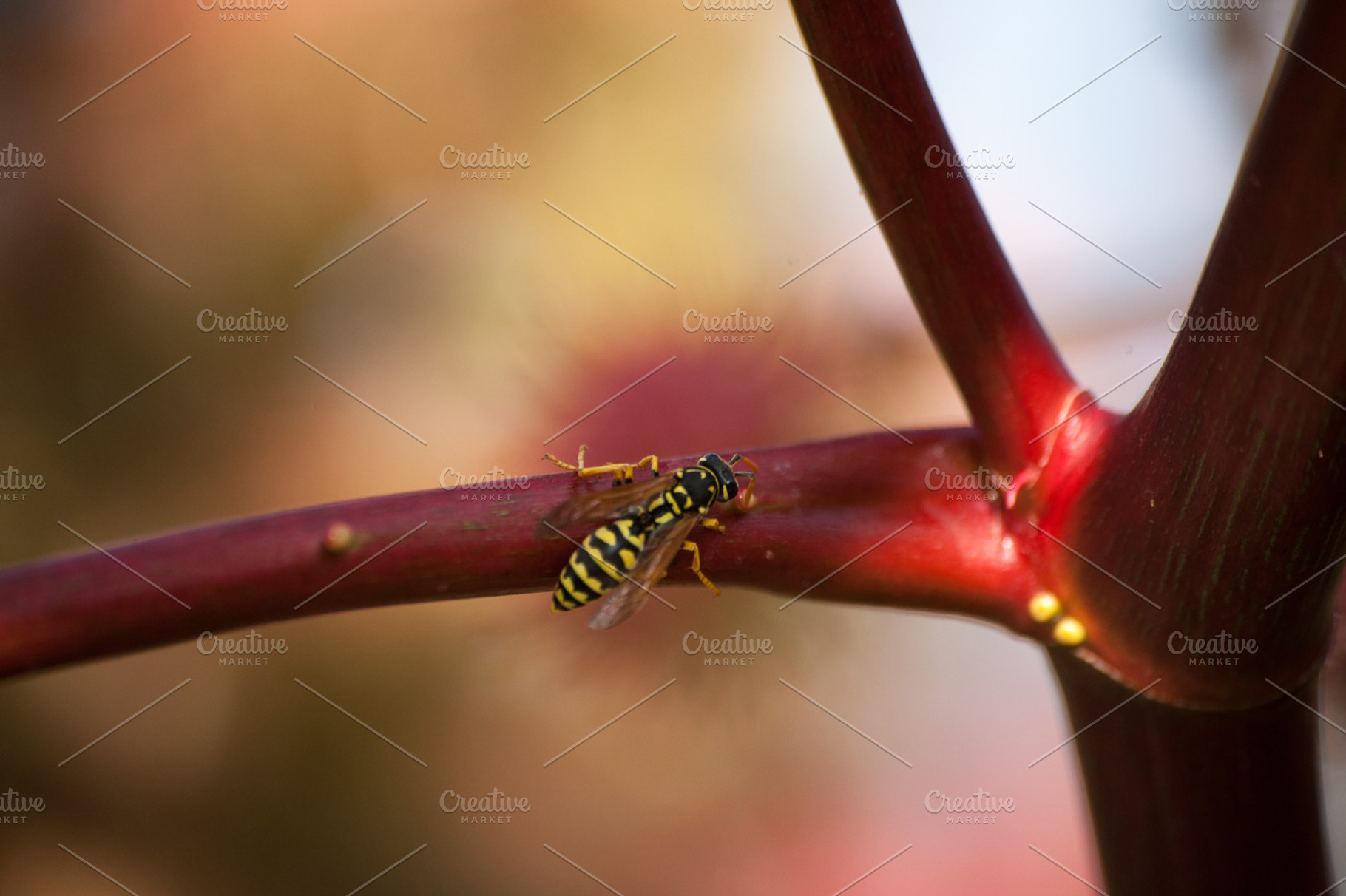 Macro Wasp