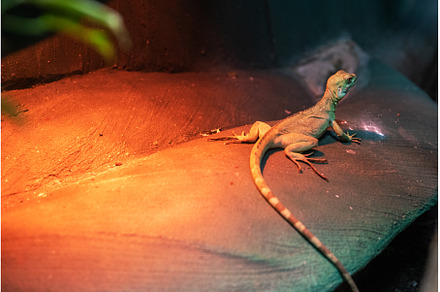 Beautiful gecko lizard, an Animal Photo by Jan Jack Russo Media