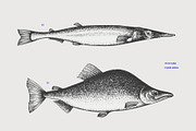 Fish Vector Collection, an Animal Illustration by Lubov Illustrations Shop (Thumbnail 5 of 6)
