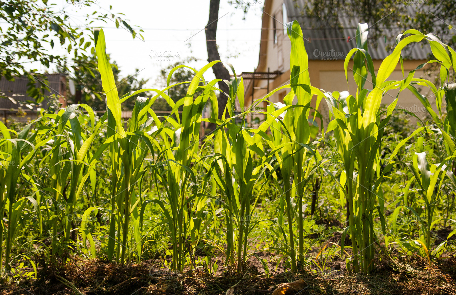 A young green corn plant grows in the field, in sunlight, a Nature Photo by TanaCh
