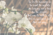 White Rose, a Script Font by Katie Holland (Thumbnail 4 of 7)