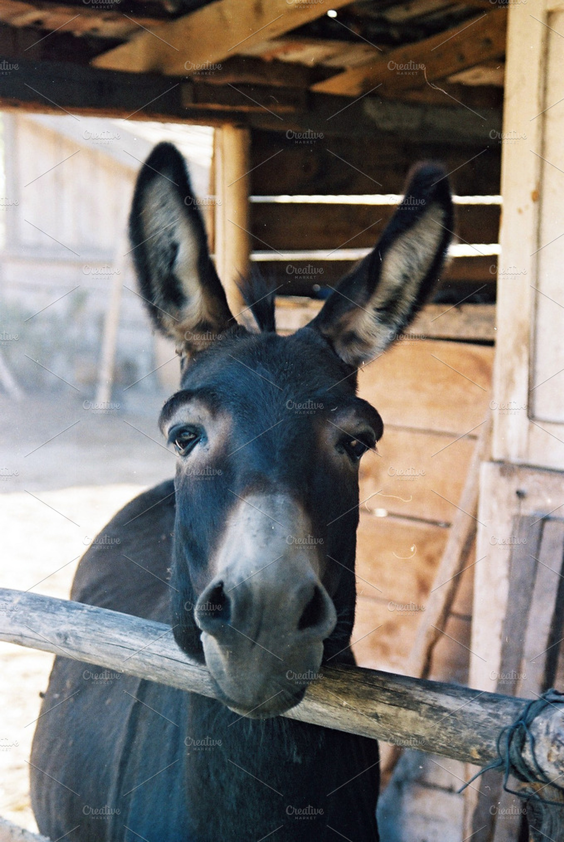 Donkey
