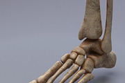 Animated internal organs, skeleton, a Characters & Person 3D Model by konstantin.ermolaev (Thumbnail 18 of 29)