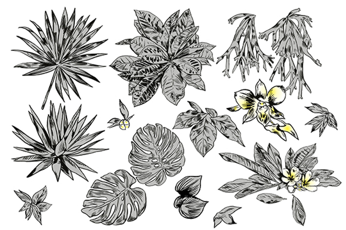 TROPIC set 2, a Decorative Illustration by Tanya Akhmett (Photo 2 of 10)