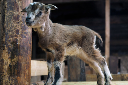 Newborn baby goat in the barn