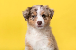 Australian shepherd puppy portrait