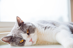 Golden-Eyed Cat in the Sun