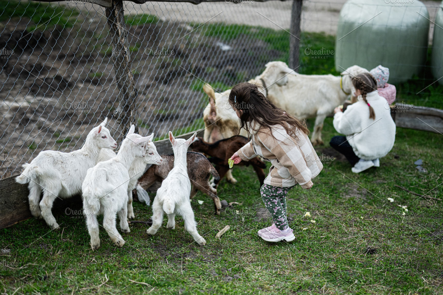 Young children feeding and petting baby goats on a rural farm fence, outdoor pl, a Person Photo by AS photostudio