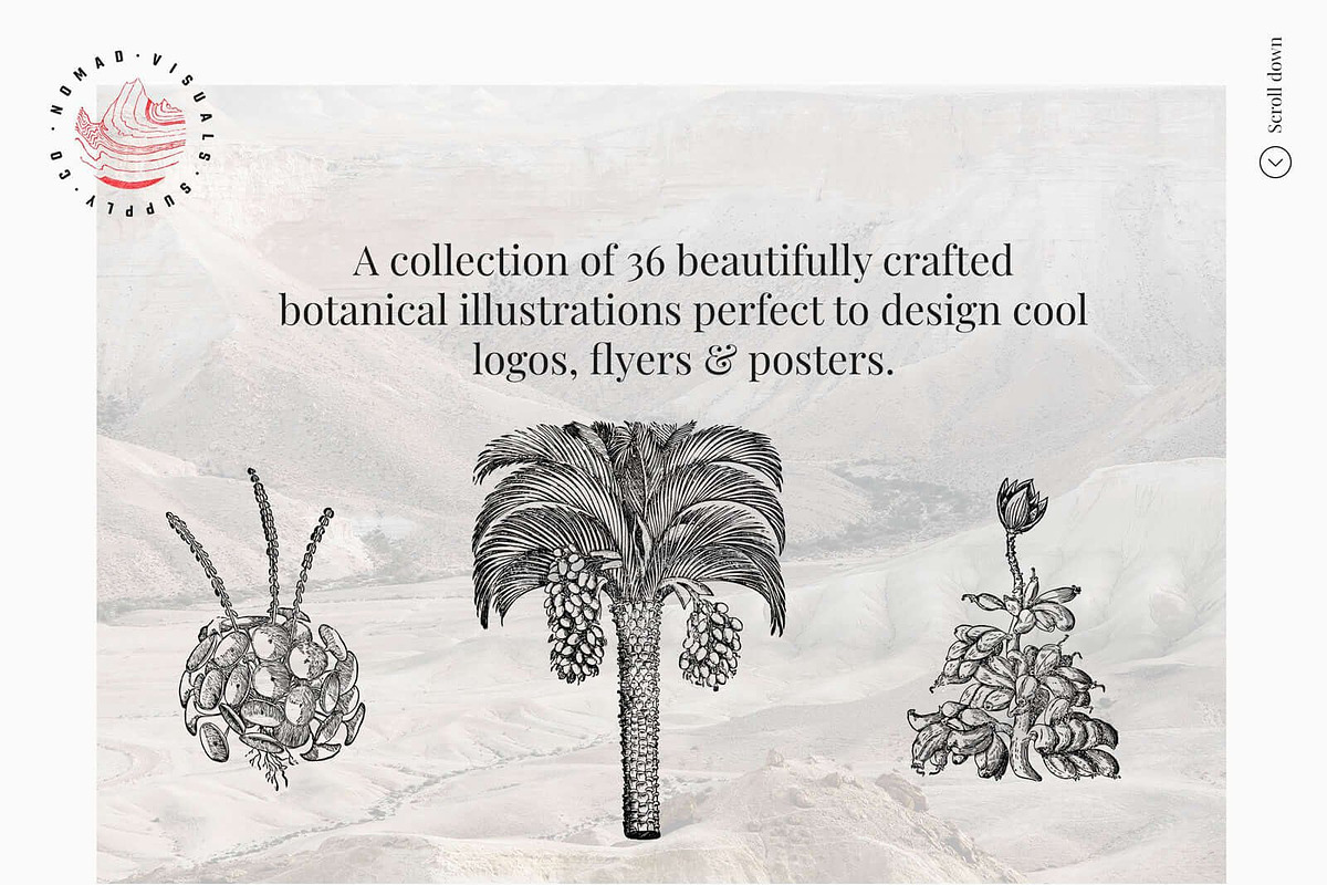 Vintage Bundle - 6600+ Illustrations, an Animal Illustration by Nomad Visuals (Photo 36 of 45)