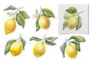 Lemon Garden Watercolor Cliparts, a Decorative Illustration by Jeanna Draw (Thumbnail 5 of 11)