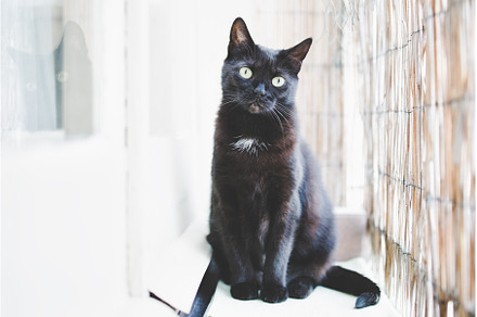 Black cat sitting by the window, an Animal Photo by Lermont51