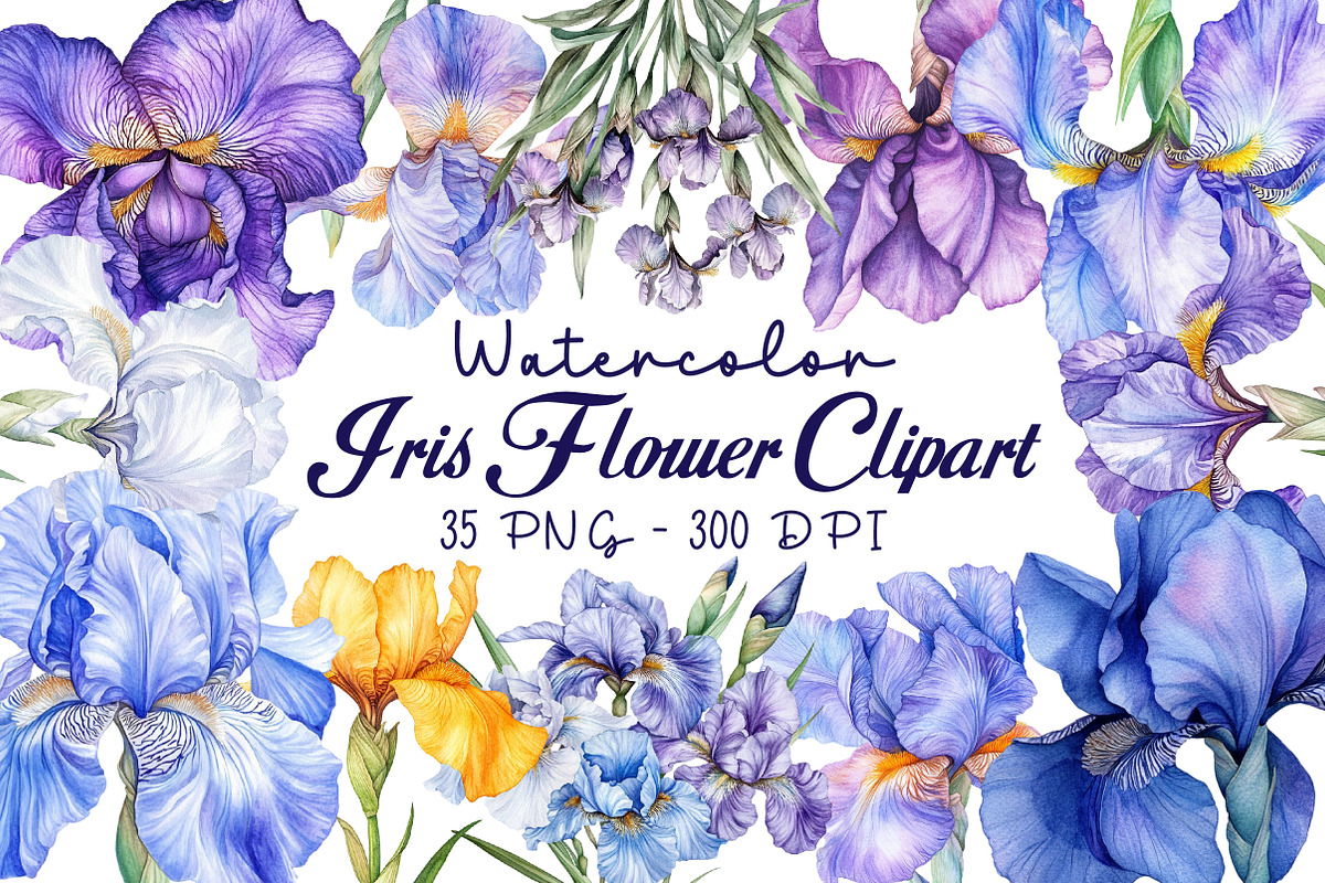 Watercolor Iris Flower Clipart Bundl, an Illustration by Libby Wishes (Photo 1 of 6)