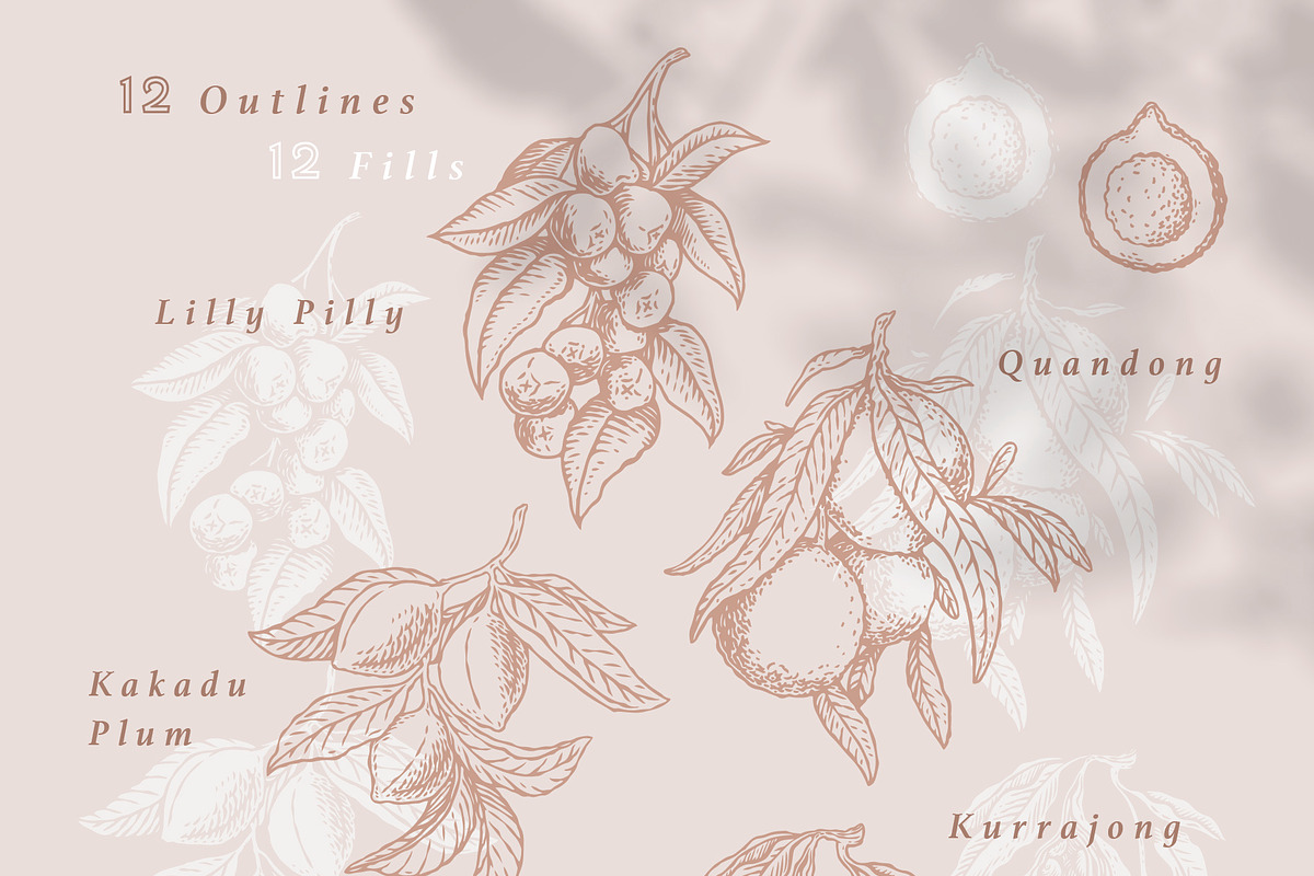 Australian Botanicals 4 in 1 Bundle, a Decorative Illustration by rouxsupplyco (Photo 21 of 25)