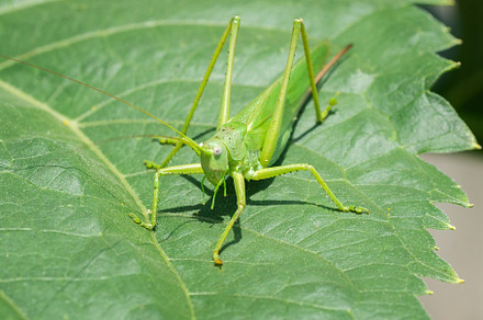 A green grasshopper on a large leaf, an Animal Photo by AlexBush