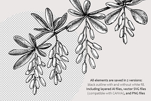 Apothecary Plants & Herbs Vector Set