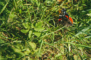 Colorful Beautiful Butterfly Sitting