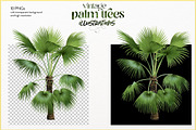 Vintage palm tree illustrations, a Decorative Illustration by Natalka Dmitrova art (Thumbnail 8 of 8)