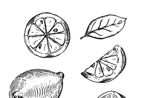 Set of lemons engraving sketches