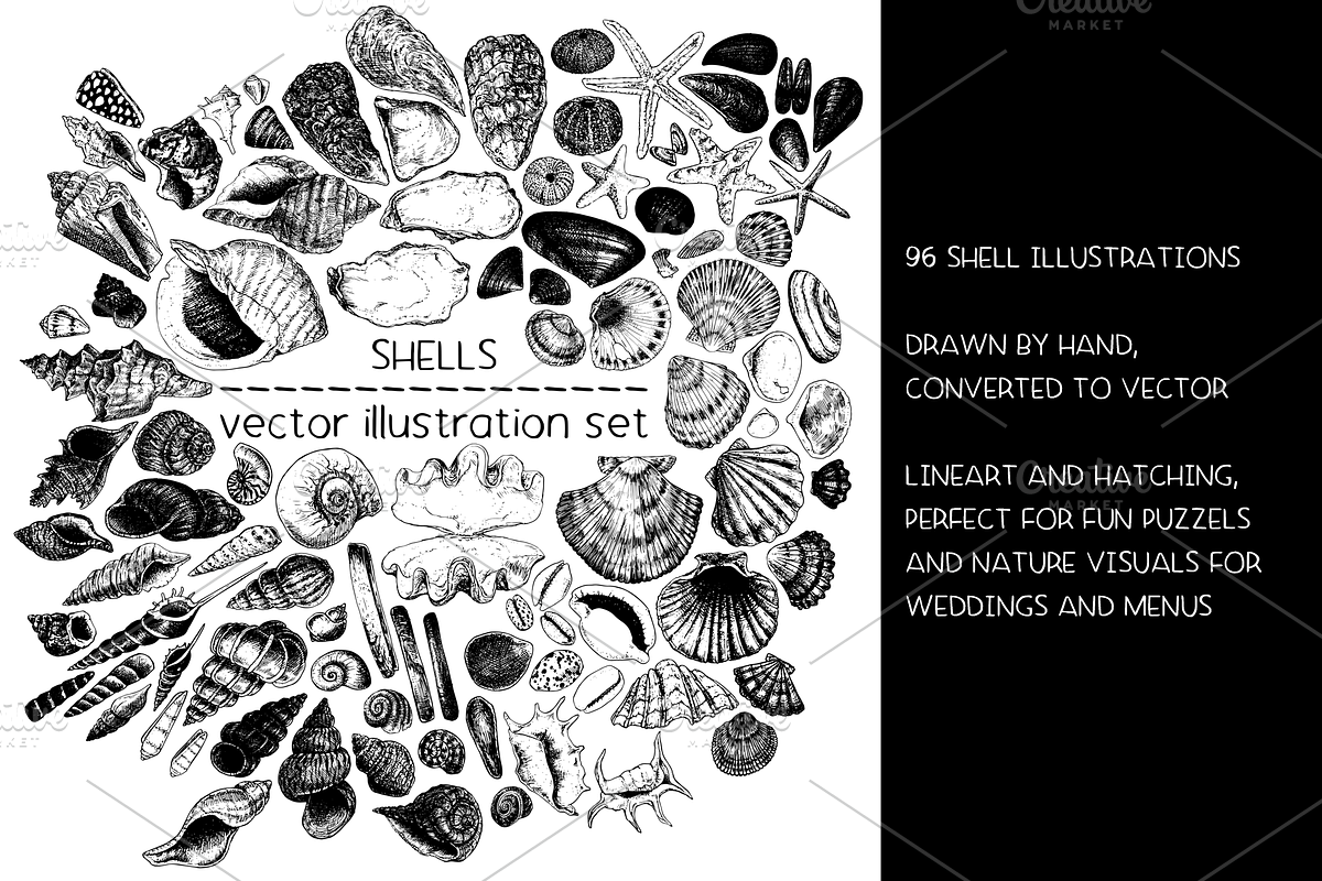 Shells - vector illustration set, an Animal Illustration by Renée from Studio neetje (Photo 2 of 4)