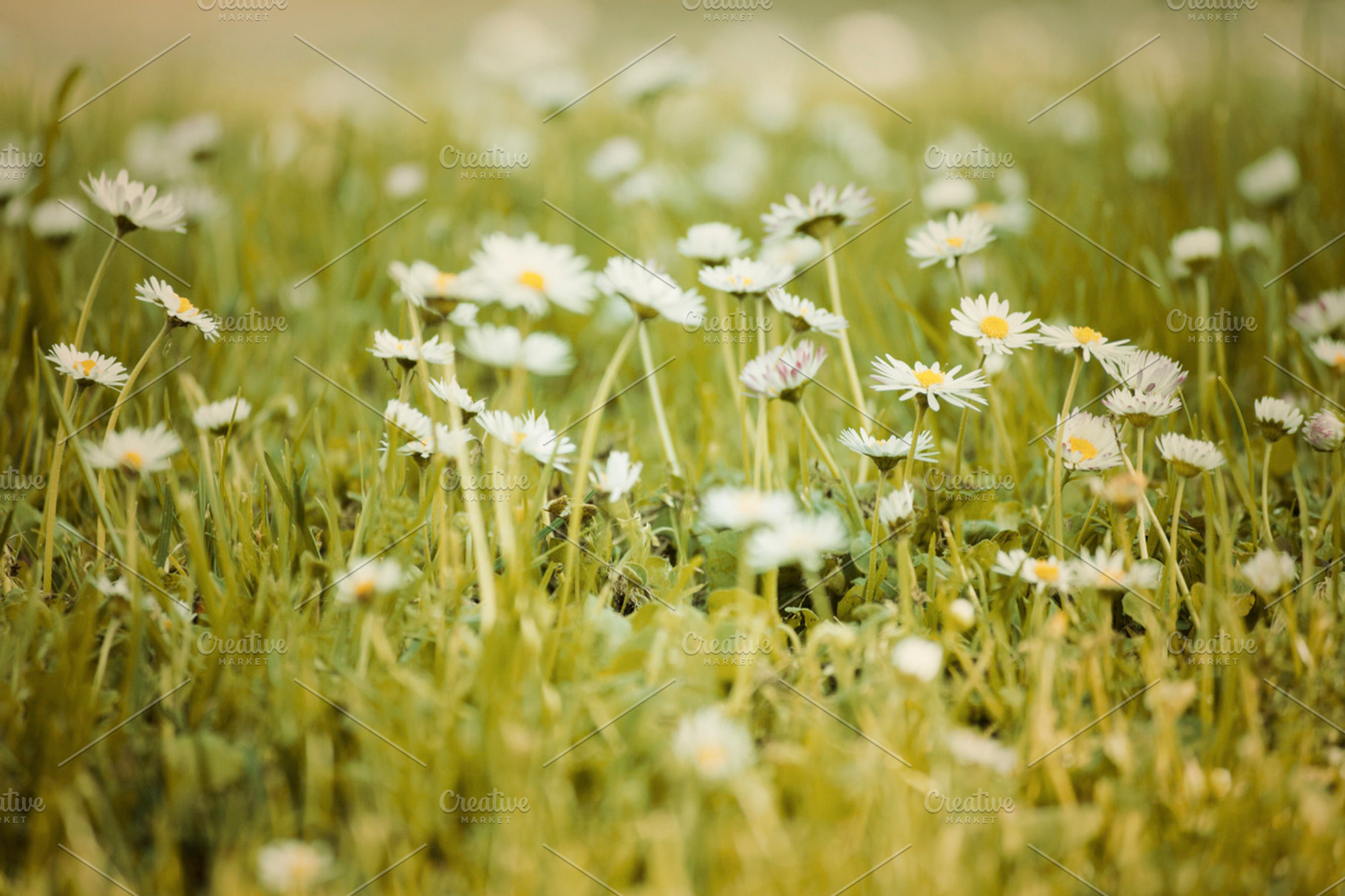 Sunny Day Blossoms Stock Photo