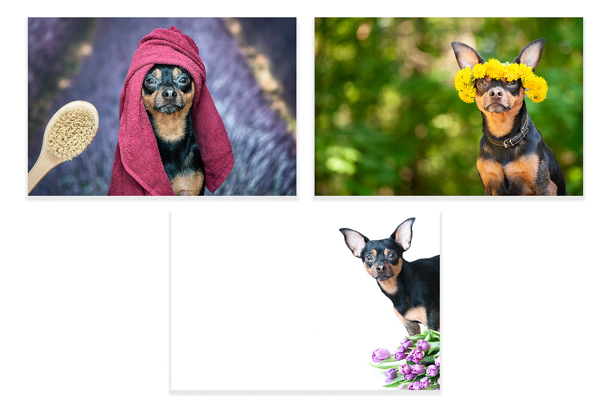 15 Dog Styled Photos, an Animal Photo by WildStrawberry Magic (Photo 5 of 11)