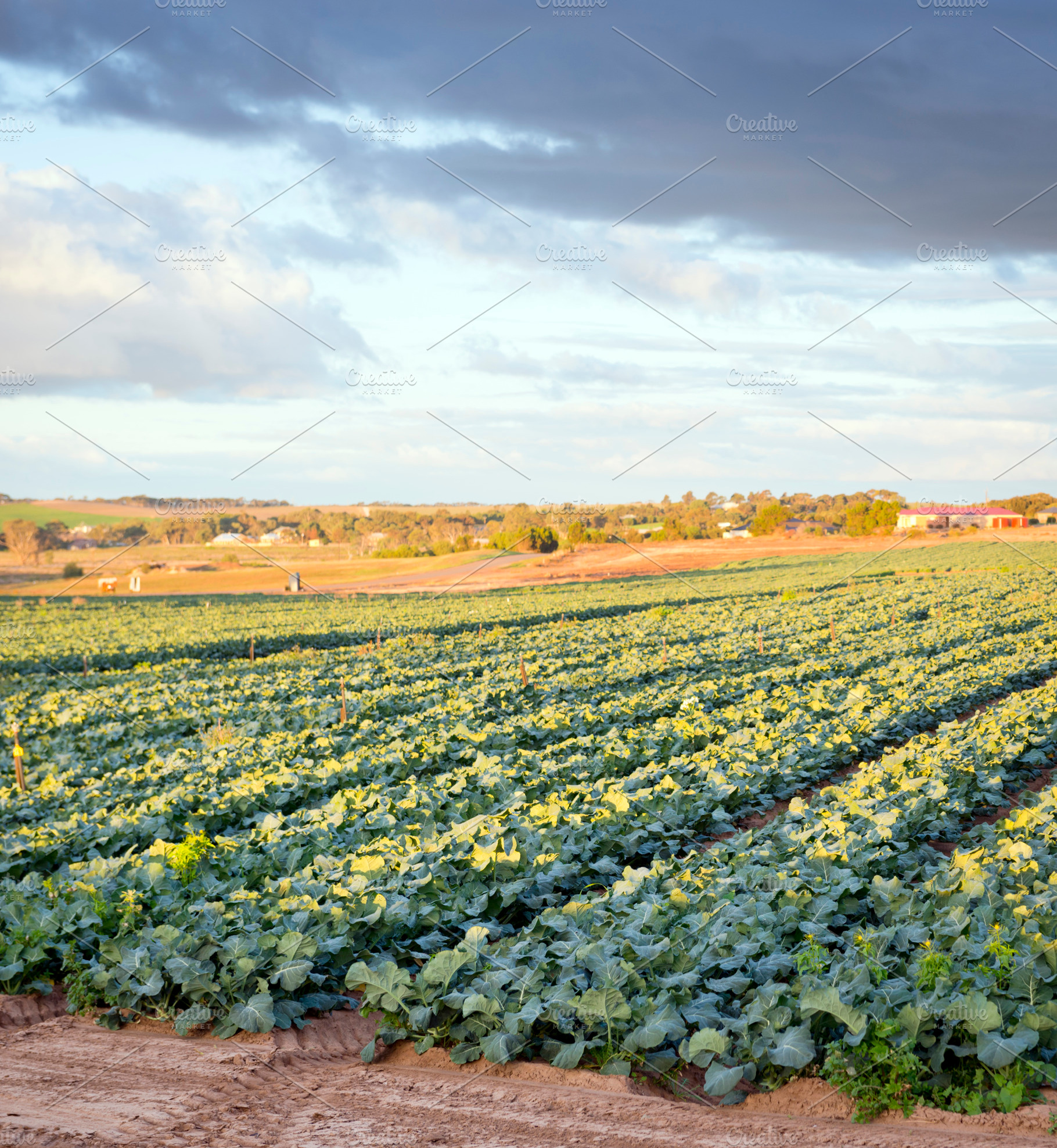 Lettuce Farm, a Food & Drink Photo by THP Creative