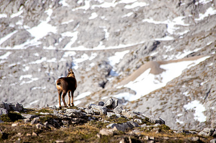 Chamois on the peaks of the National, an Animal Photo by Perpis