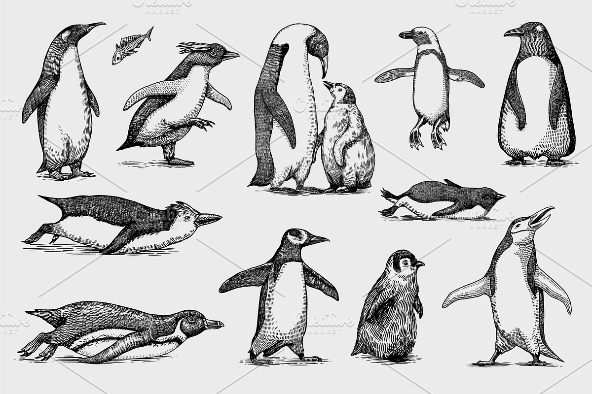 Penguin set. Northern animals draw, an Animal Illustration by Arthur Balitskiy (Photo 2 of 3)